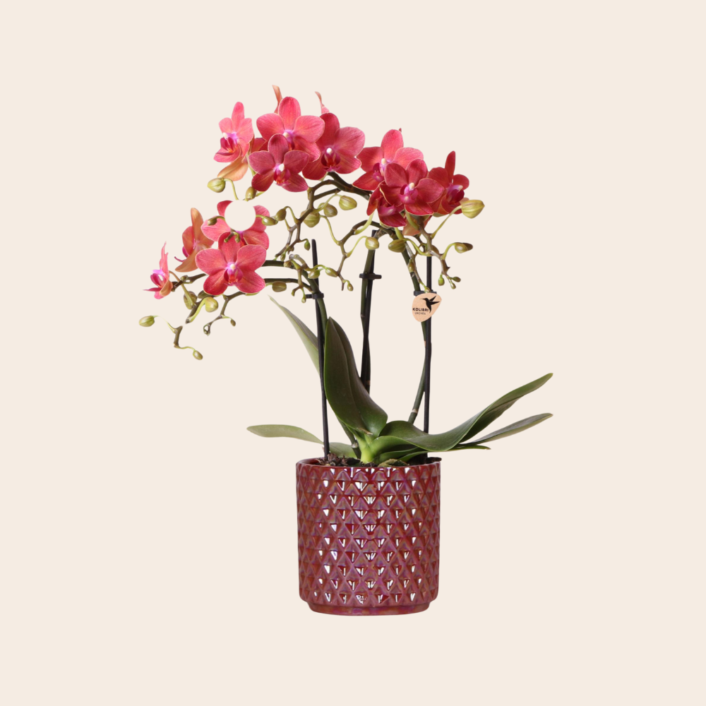 Rode Orchidee Congo + Pearl Pot rood Ø9cm