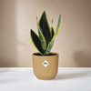 Sansevieria 'Futura Superba' inclusief Elho pot geel 20-30 cm