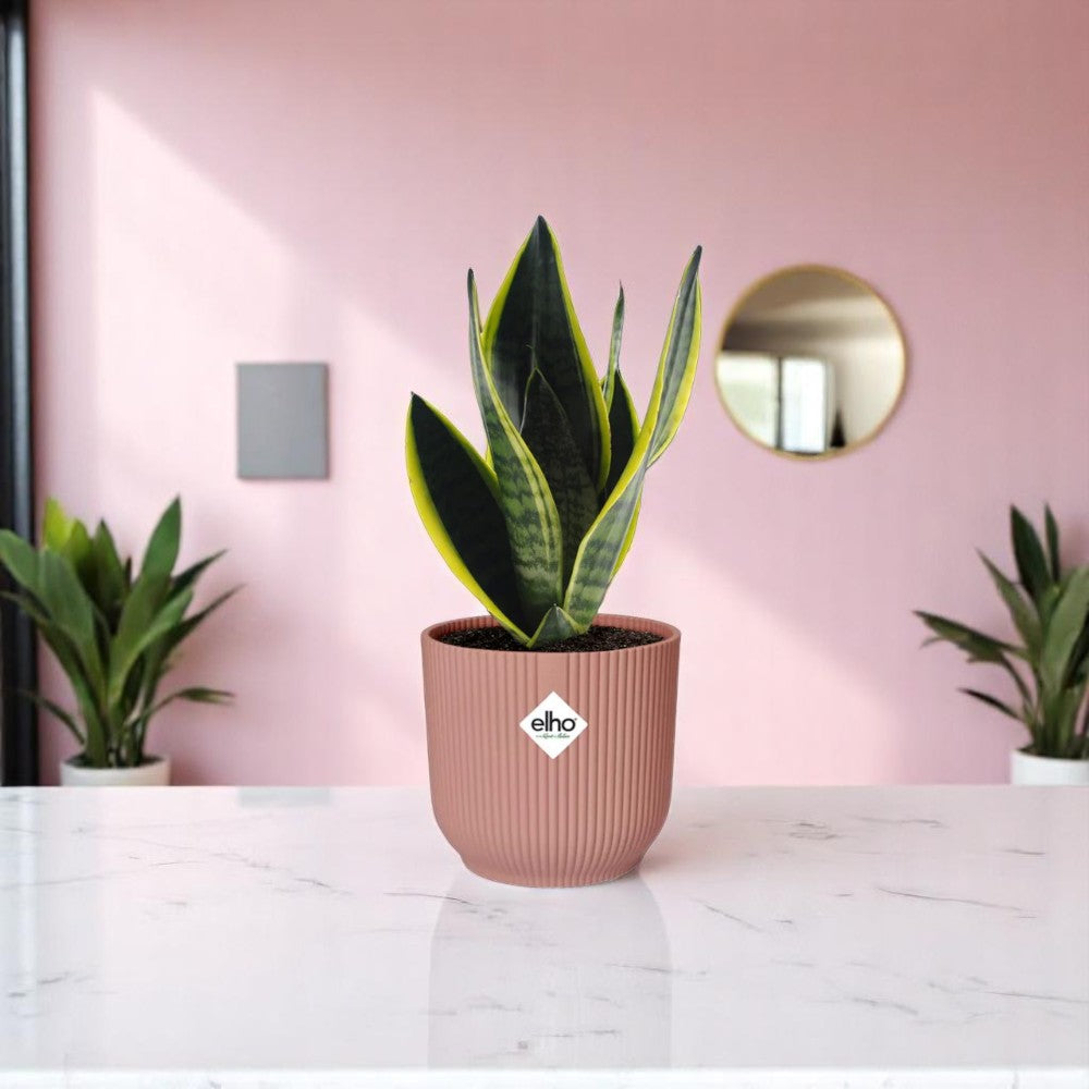 Sansevieria 'Futura Superba' inclusief Roze Elho pot 20-30 cm