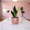 Sansevieria 'Futura Superba' inclusief Roze Elho pot 20-30 cm
