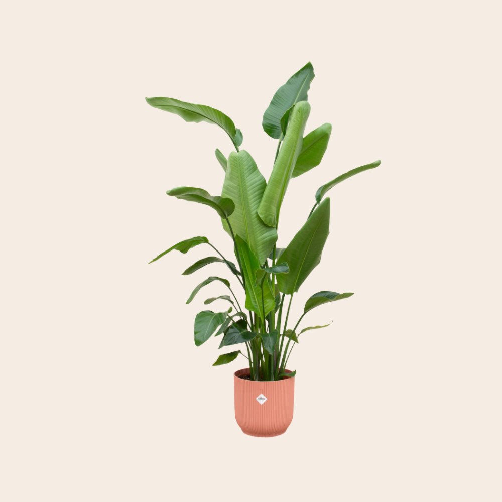 Strelitzia Nicolai 180 cm - Ø30 inclusief roze Elho pot