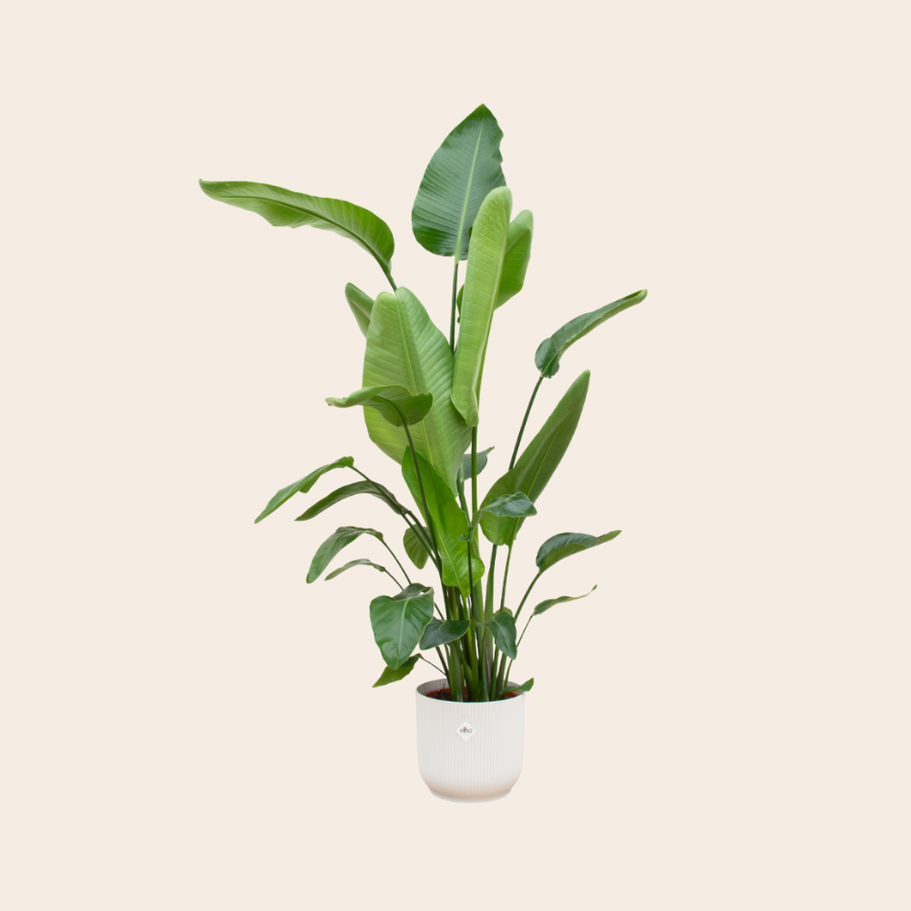 Strelitzia Nicolai 180 cm - Ø30 inclusief witte Ehlo pot