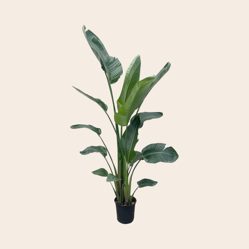 Strelitzia Nicolai XL 190-210 cm - ø27