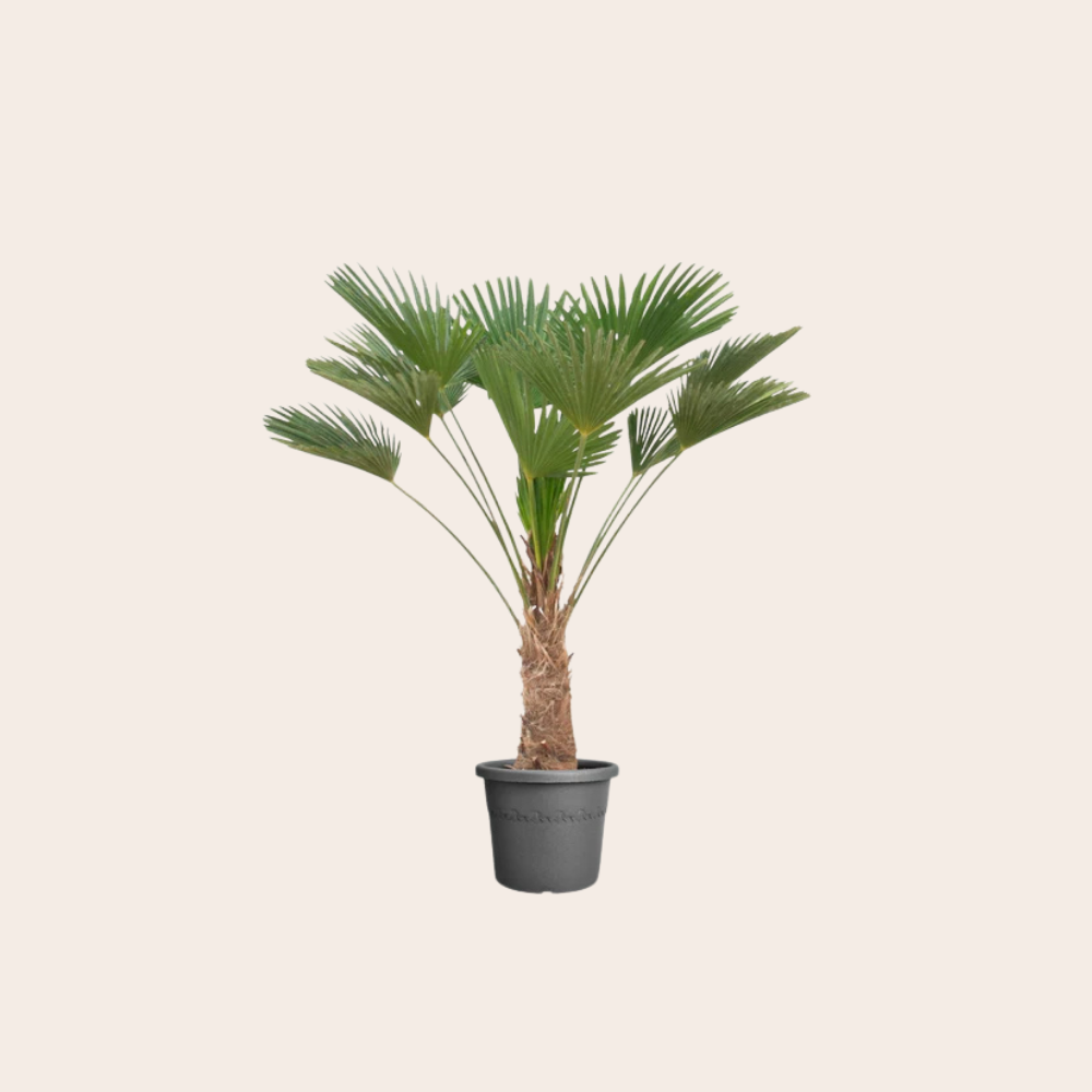 Trachycarpus Wagnerianus 130cm Ø30