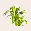 Dracaena Fragrans Massangeana ↕70 - 90cm Ø19cm