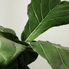 Ficus Lyrata Boom 200 cm - ø40