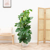 Monstera Deliciosa 150 cm - Ø26 inclusief witte Ehlo pot