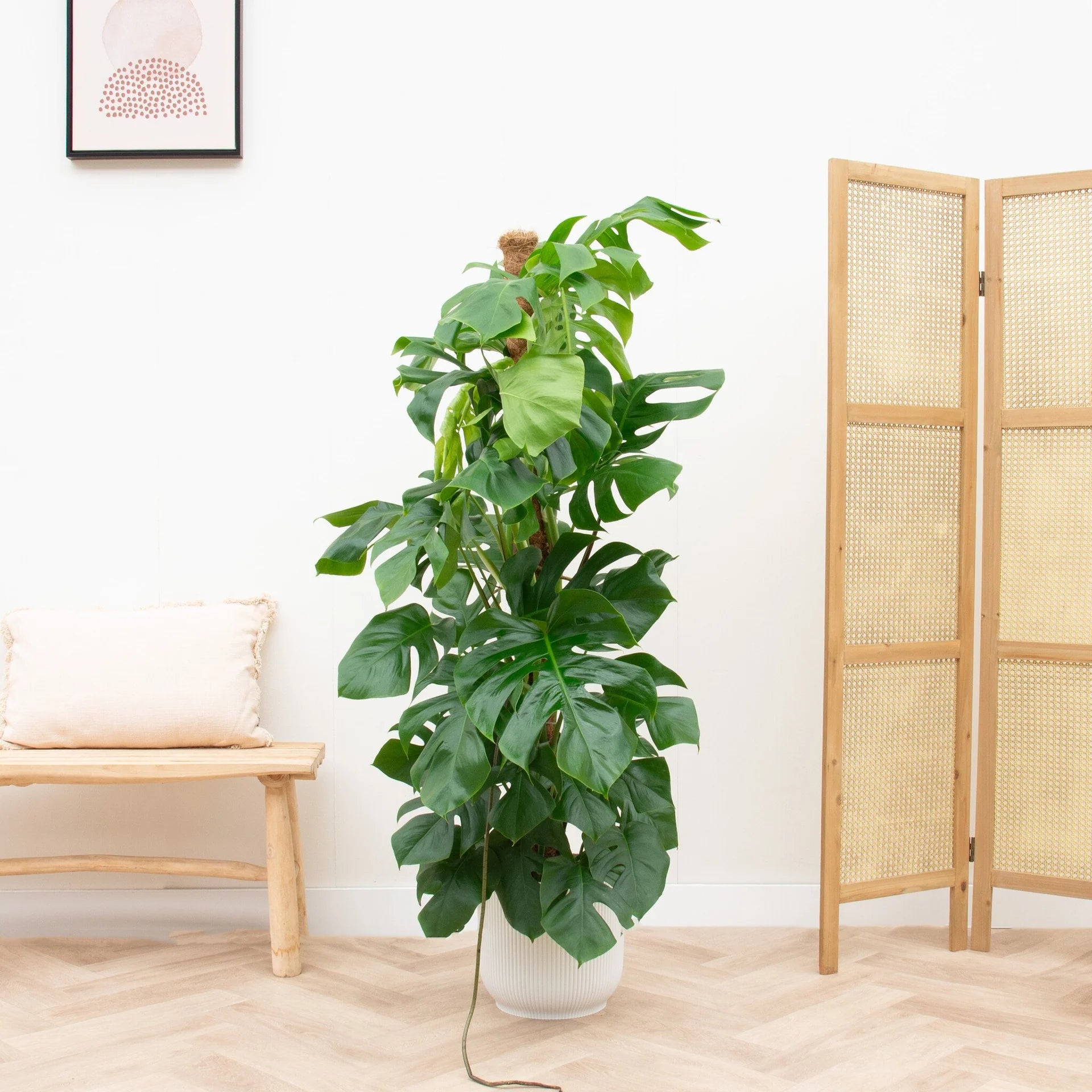 Monstera Deliciosa 150 cm - Ø26 inclusief witte Ehlo pot