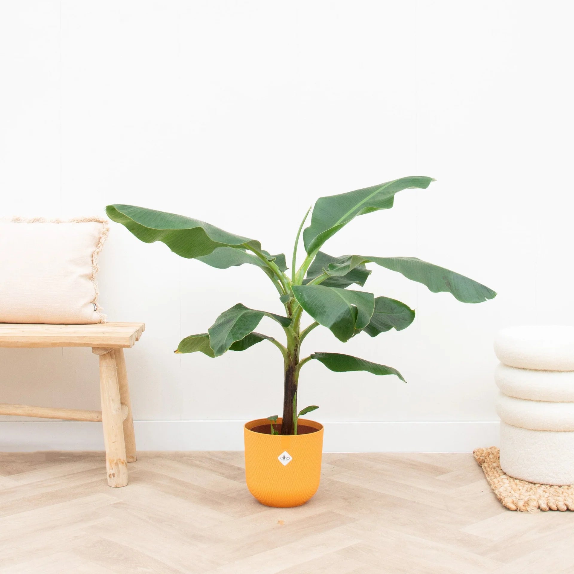 Bananenplant (Musa) 100cm - Ø23 inclusief gele Elho pot