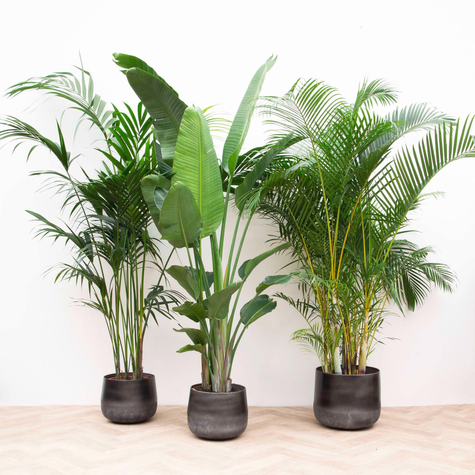 Voordeelpakket XL Kentia 200 cm + Strelitzia Nicolai 225 cm + Areca 200 cm