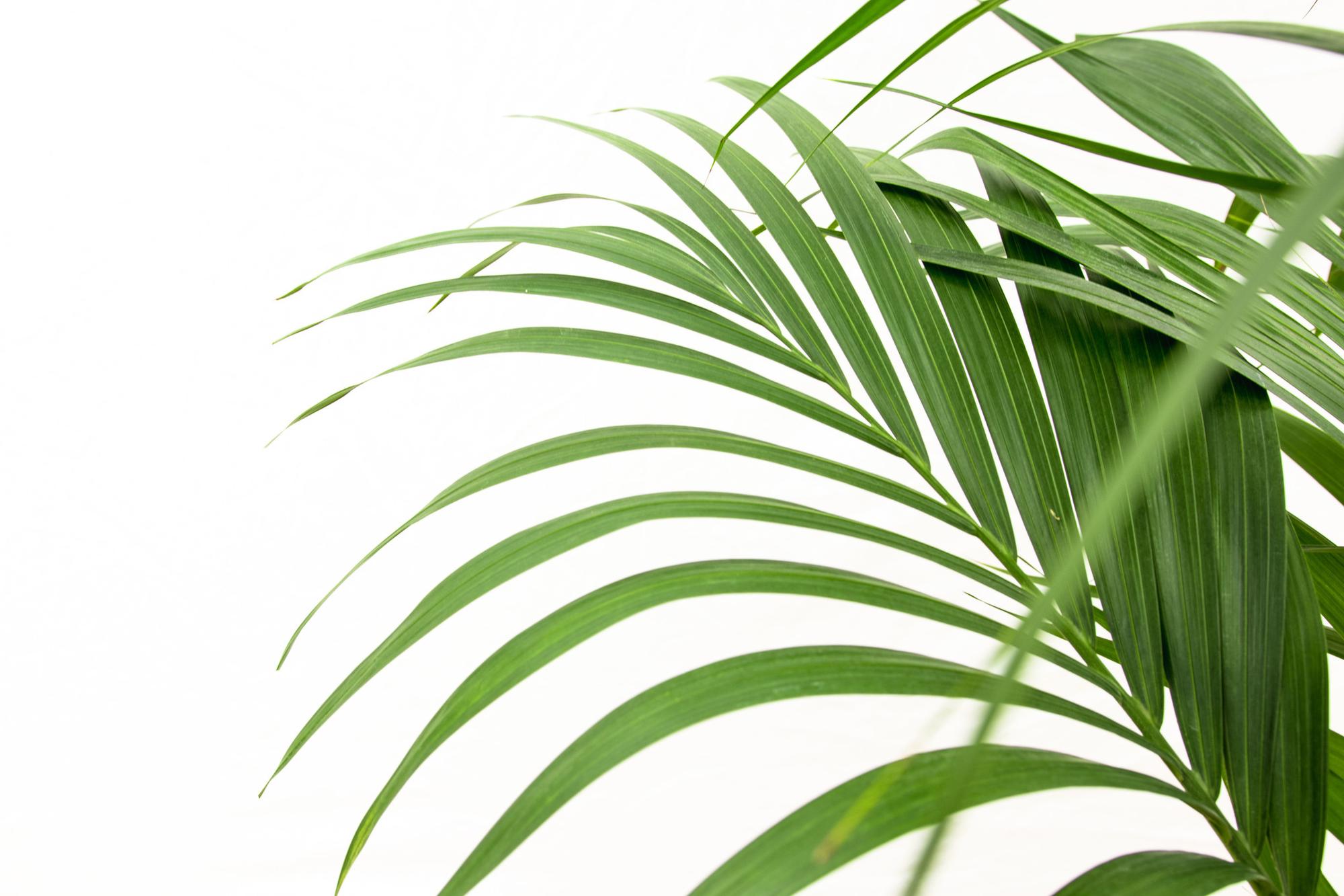 Kentia palm 160cm Ø24