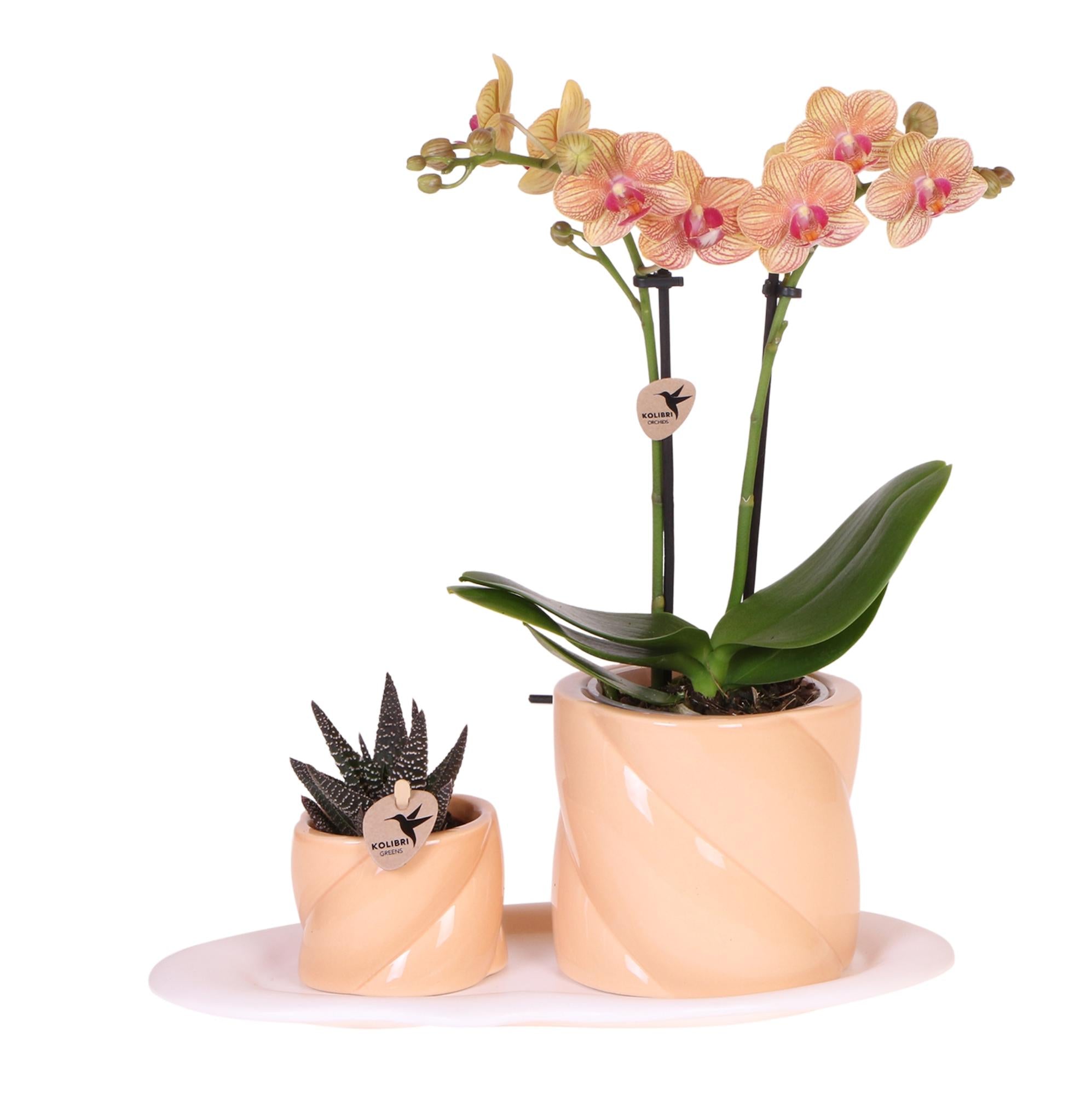 Plantensets Oranje Orchidee + succulent inclusief Candy sierpotten en Wit dienblad