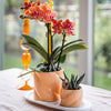 Plantensets Oranje Orchidee + succulent inclusief Candy sierpotten en Wit dienblad