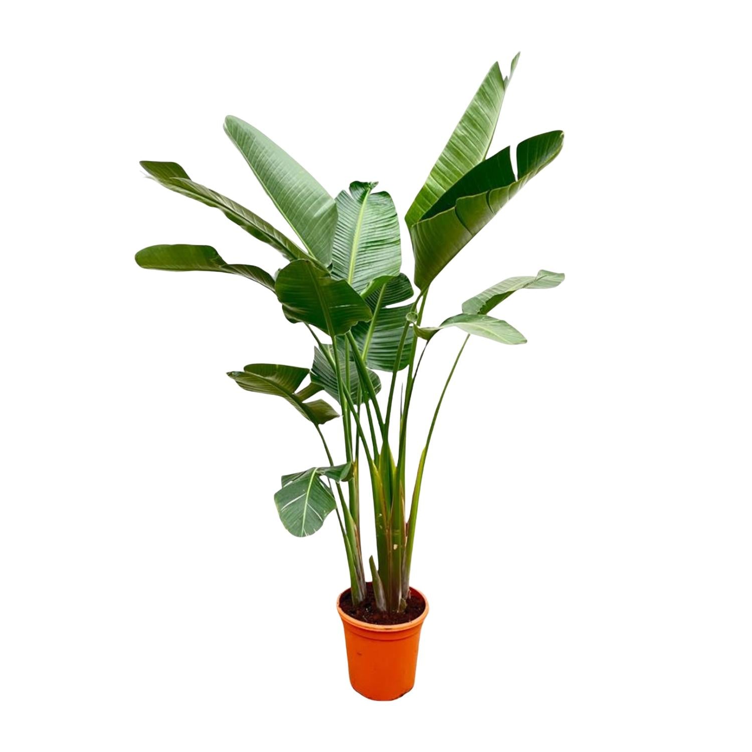 Strelitzia Augusta Plant  250 cm - ø38