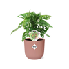 Monstera ‘Monkey Leaf’ inclusief roze Elho pot 20-30 cm