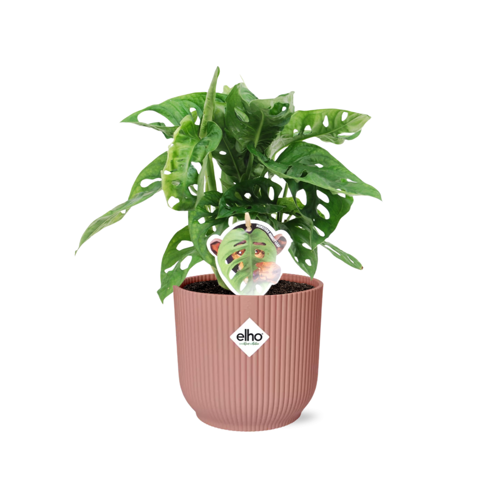 Monstera ‘Monkey Leaf’ inclusief roze Elho pot 20-30 cm