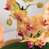 Plantensets Oranje Orchidee + succulent inclusief Candy sierpotten en Wit dienblad