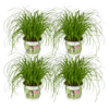 4x Cyperus Alternifolius (Kattengras) 20 cm - Ø12cm