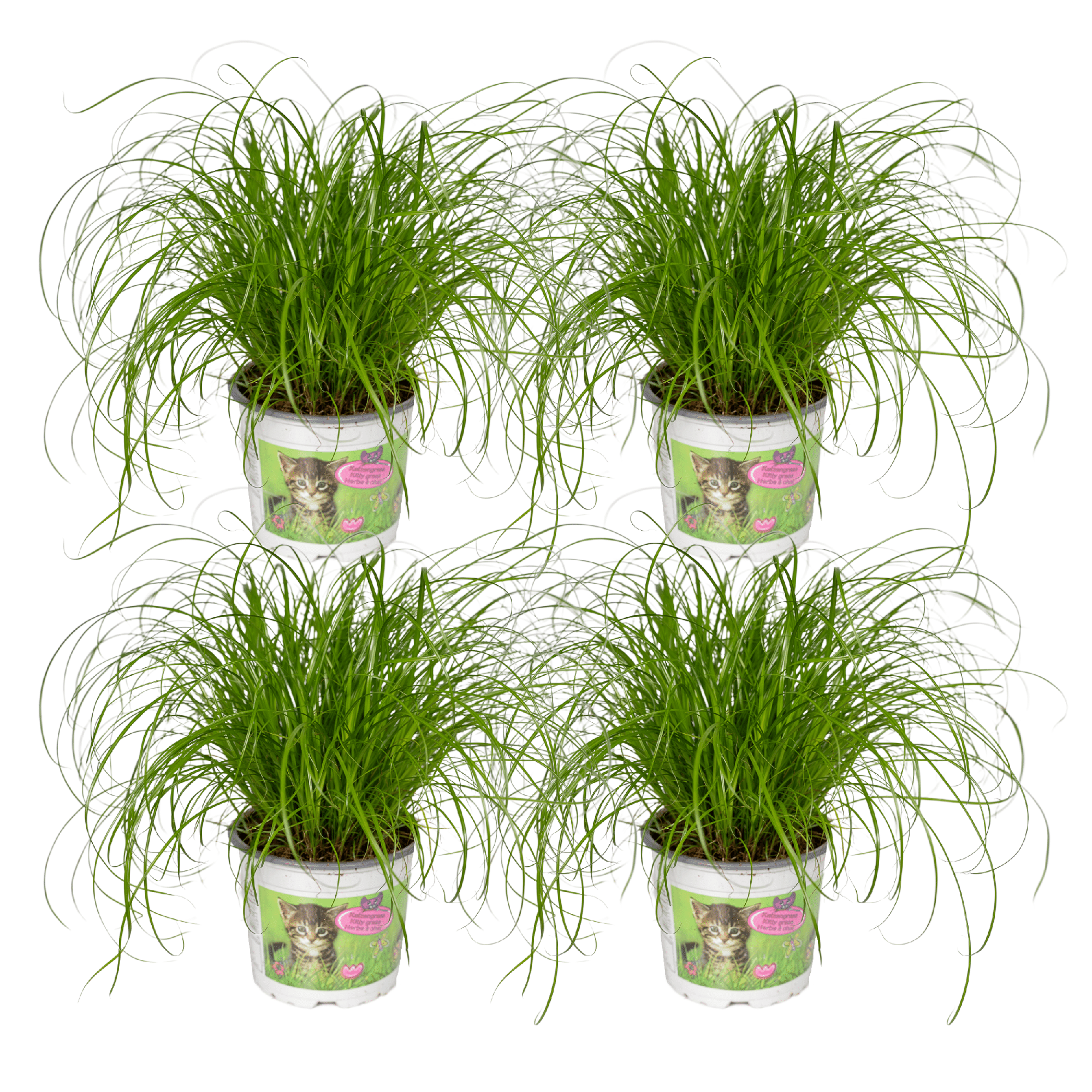4x Cyperus Alternifolius (Kattengras) 20 cm - Ø12cm