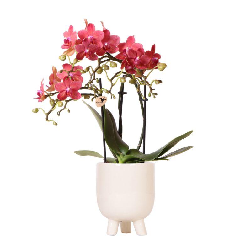 Rode Phalaenopsis Orchidee Congo + witte pot