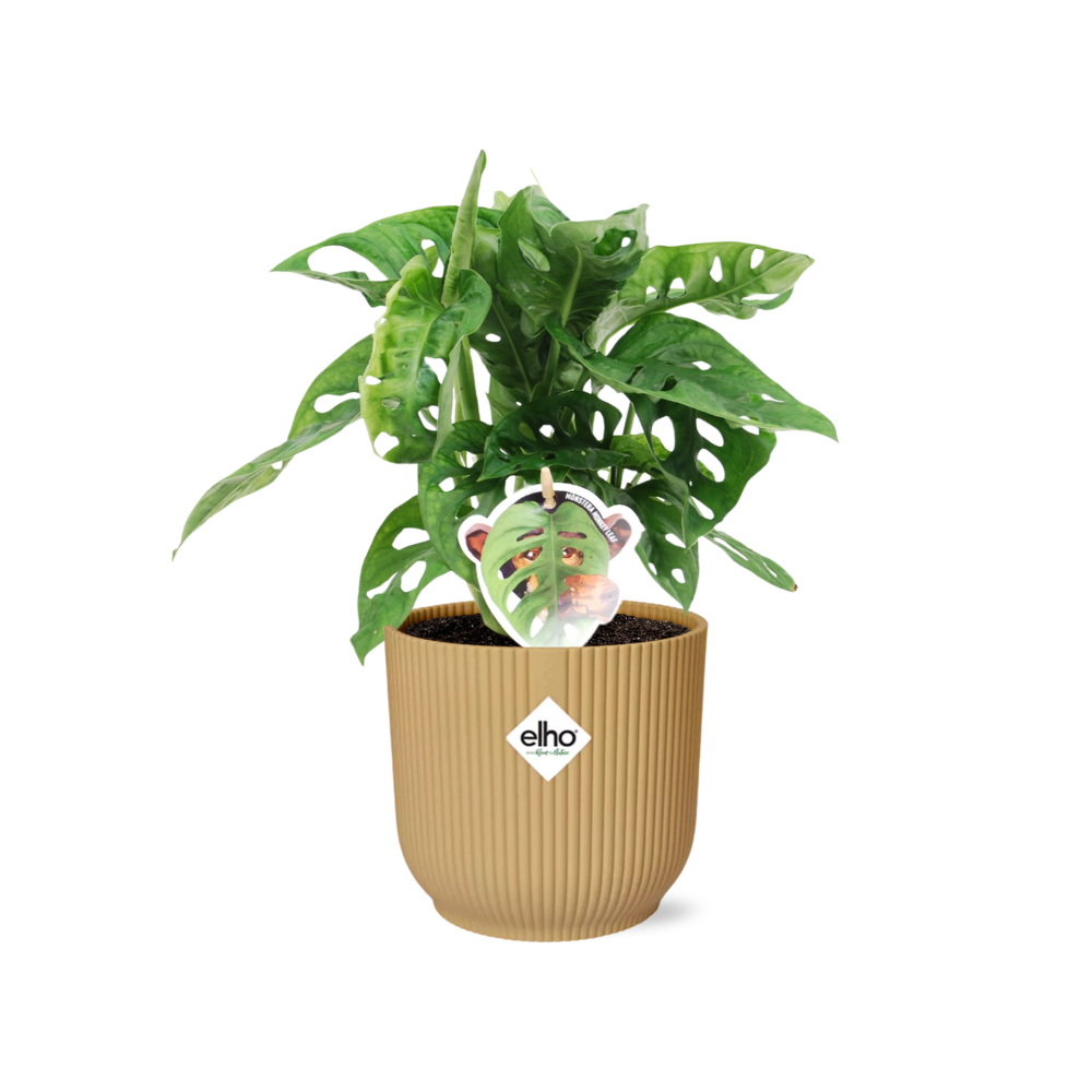 Monstera ‘Monkey Leaf’ inclusief gele ehlo pot 20-30 cm