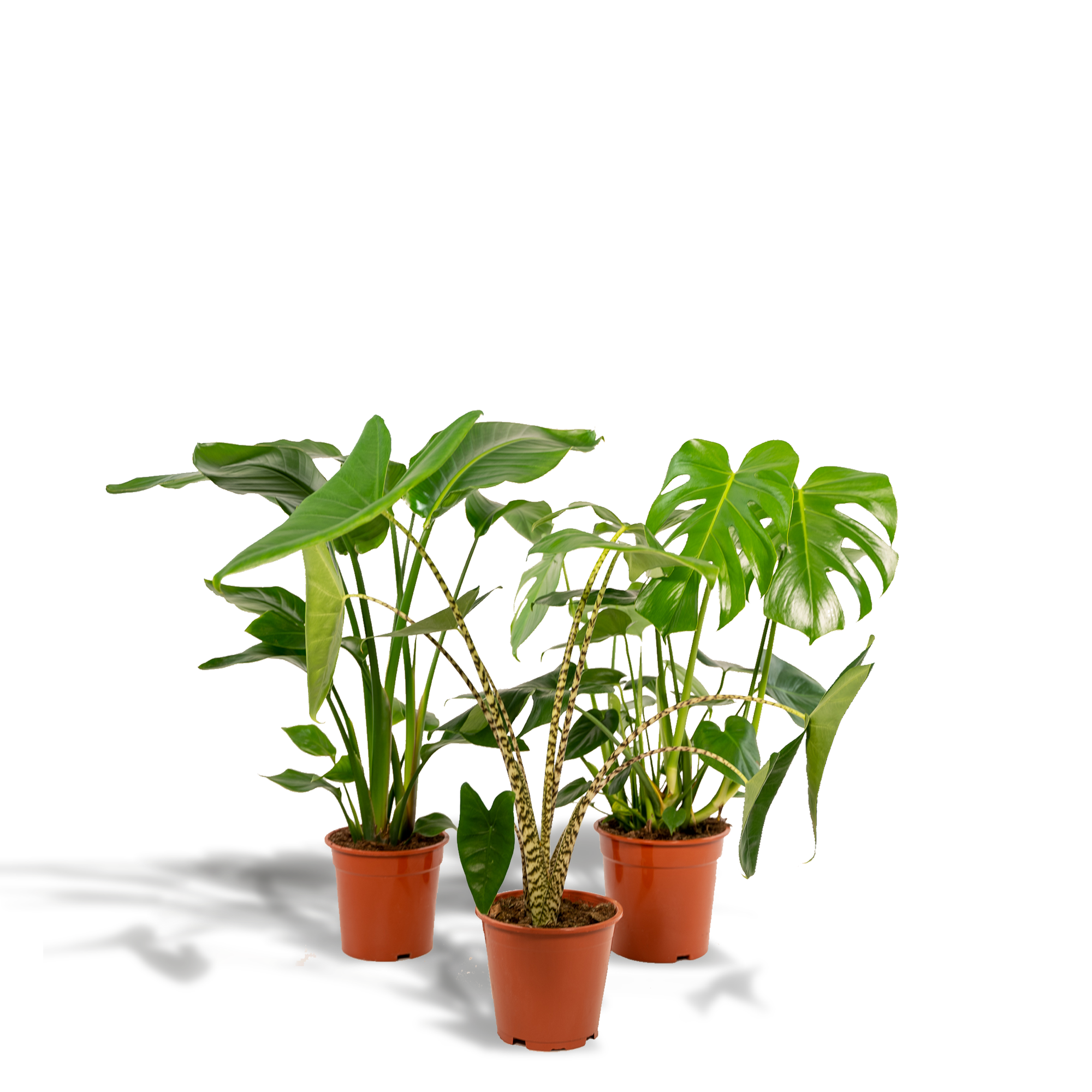 Plantenbox Monstera Deliciosa + Alocasia Zebrina + Strelitzia Nicolai 75cm