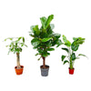 Plantenbox - Ficus Lyrata vertakt 160cm + Strelitzia Nicolai 70 cm + Pachira Aquatica (Wout) 130 cm