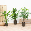 Plantenbox - Ficus Lyrata vertakt 160cm + Strelitzia Nicolai 70 cm + Pachira Aquatica (Wout) 130 cm
