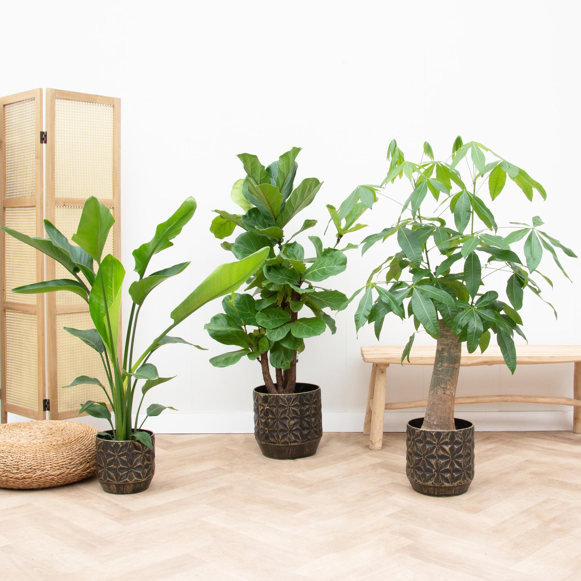 Plantenbox - Ficus Lyrata vertakt 160cm + Strelitzia Nicolai 70 cm + Pachira Aquatica (Wout) 130 cm