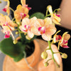 Plantensets Oranje Orchidee + succulent inclusief Candy sierpotten en Wit dienblad