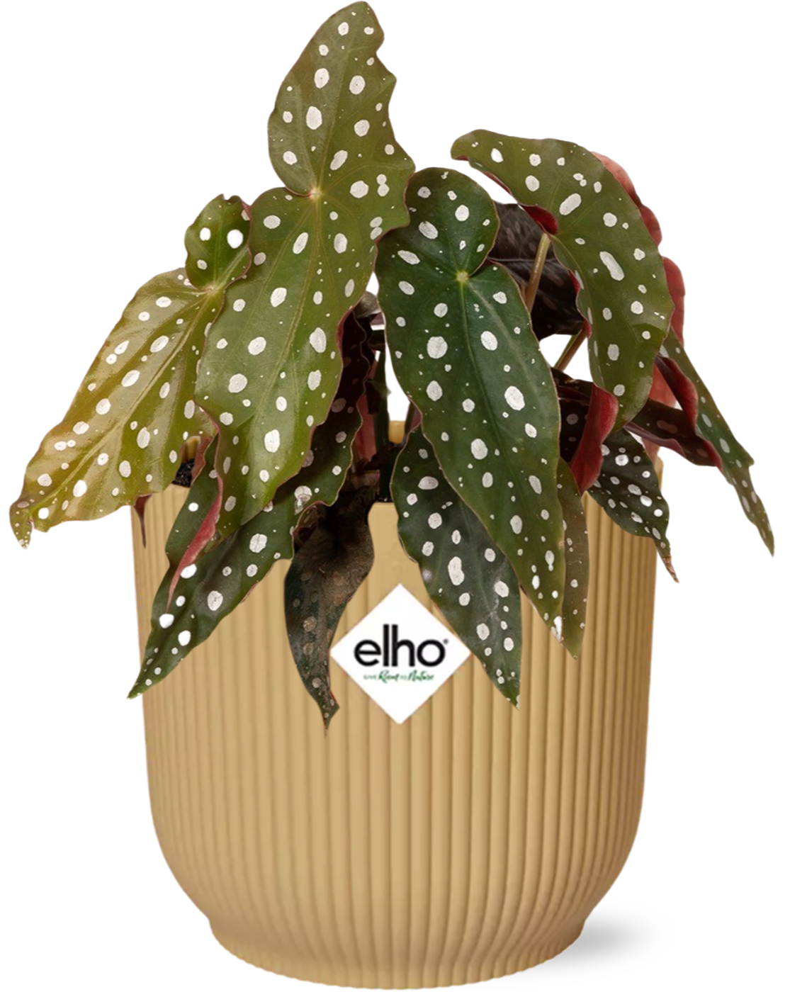 Begonia Maculata 'Polka Dot Begonia' inclusief gele Elho pot 20 cm