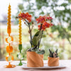 Plantensets Oranje Orchidee + succulent inclusief Candy sierpotten en Wit dienblad