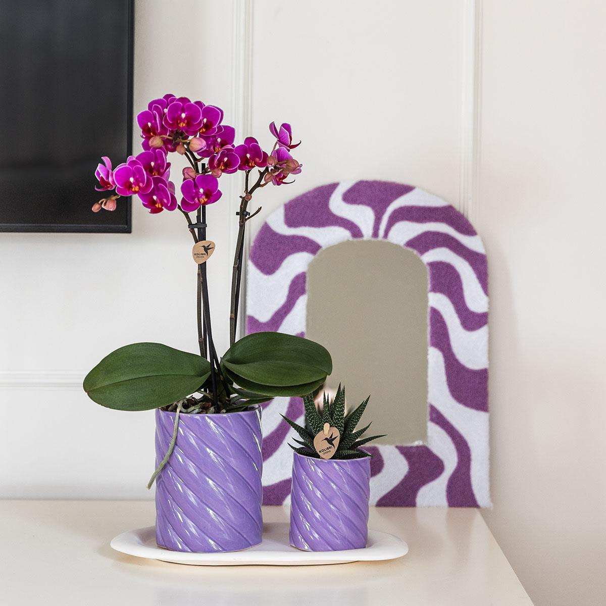 Paarse Phalaenopsis orchidee + succulent in Candy sierpotten op wit dienblad