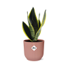 Sansevieria 'Futura Superba' inclusief Roze Elho pot 20-30 cm