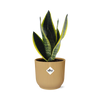 Sansevieria 'Futura Superba' inclusief Elho pot geel 20-30 cm